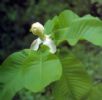 Magnolia Cortex P.E.